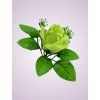 ML6031 ruža green 07#