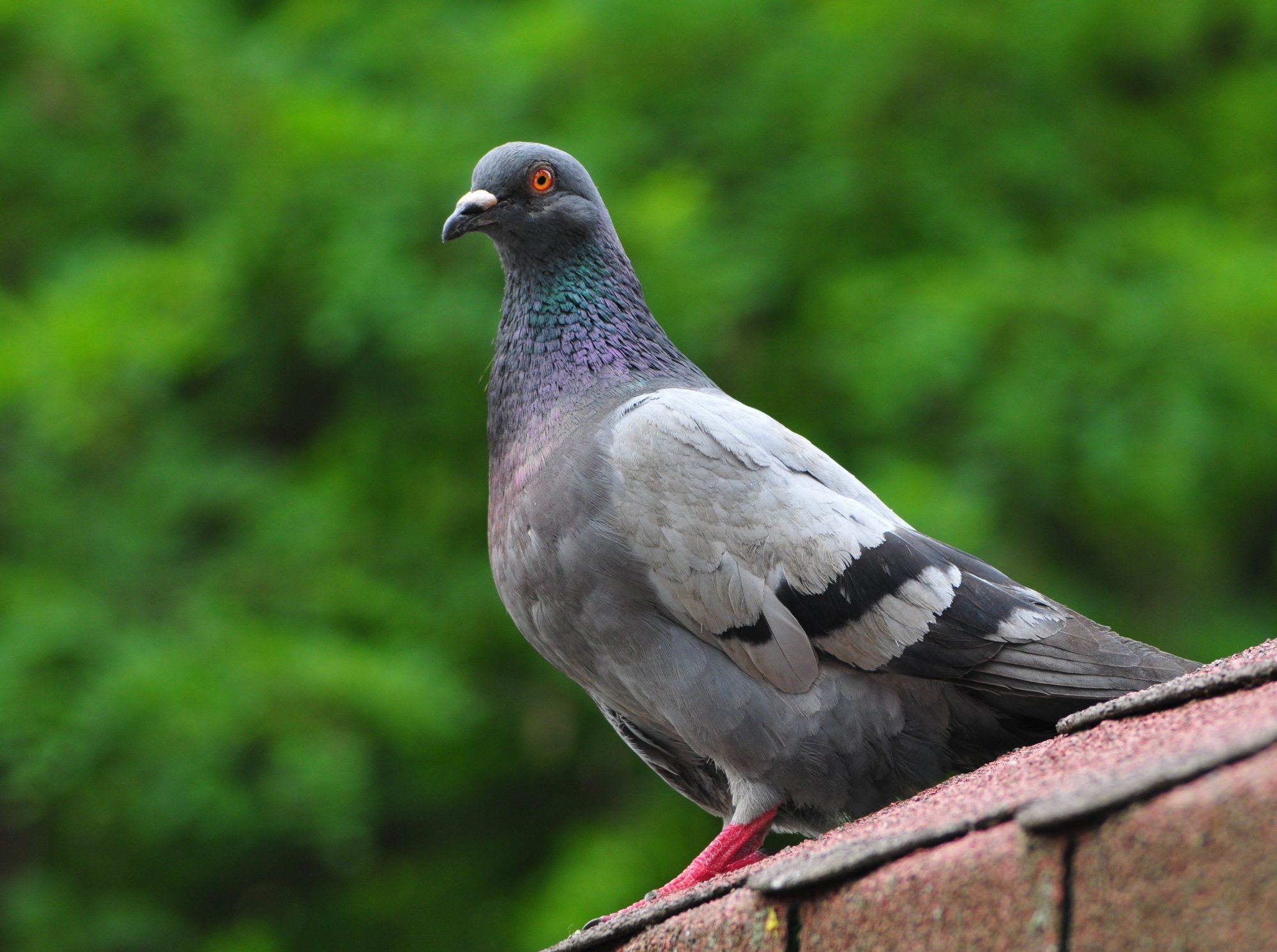 Zdravý a úspěšný chov holubů s PROTEO LAC a PROTEO VITAL