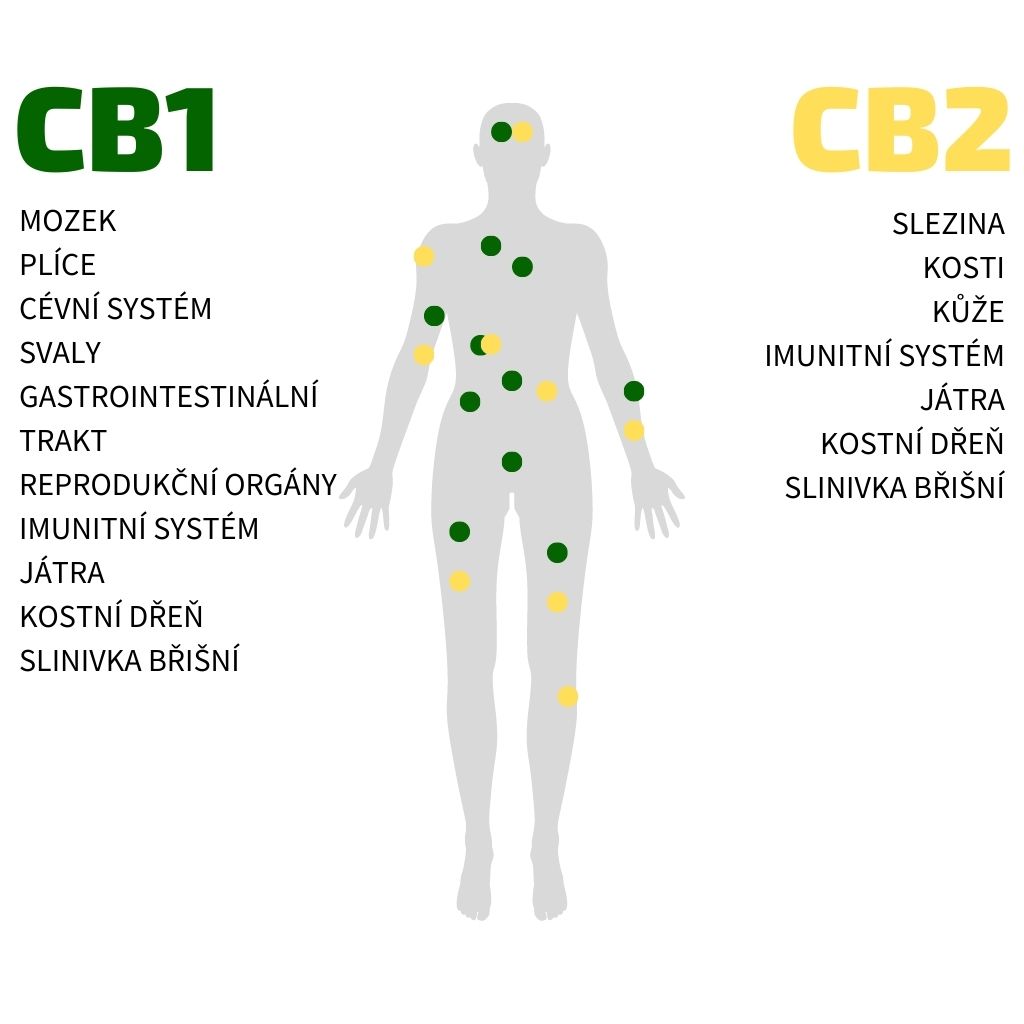 Jak funguje endokanabinoidní systém (ECS)?