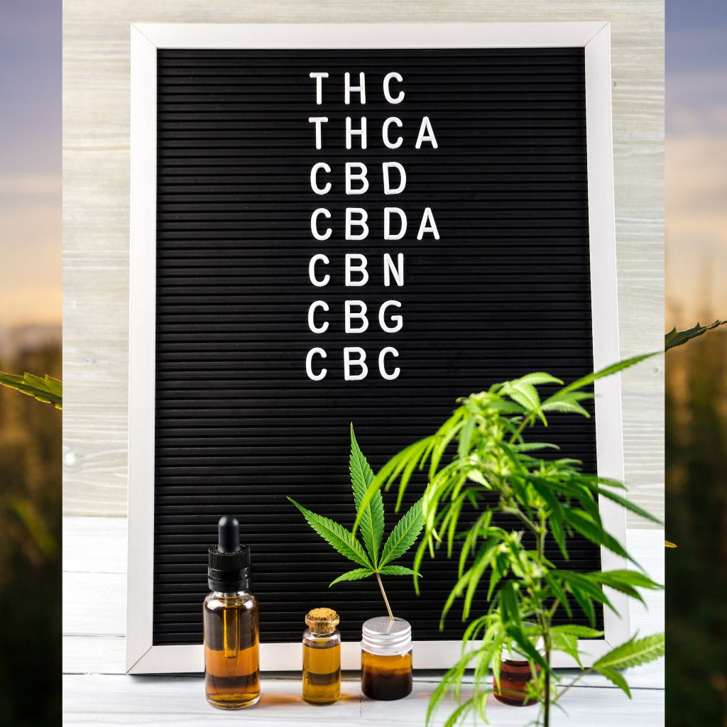 Kanabinoidy: Objevte moc rostlinných látek