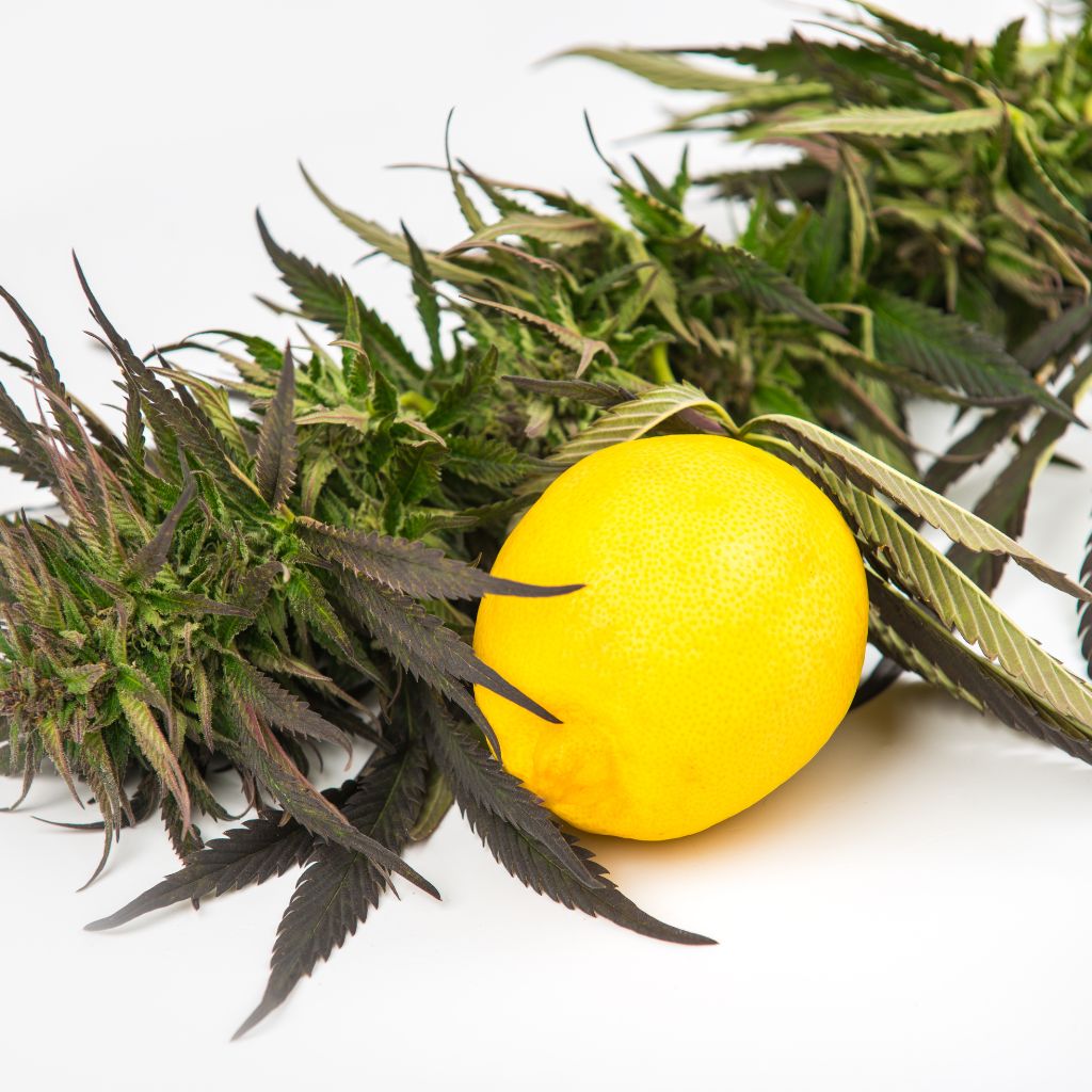 Co jsou terpeny a jaké mají účinky?