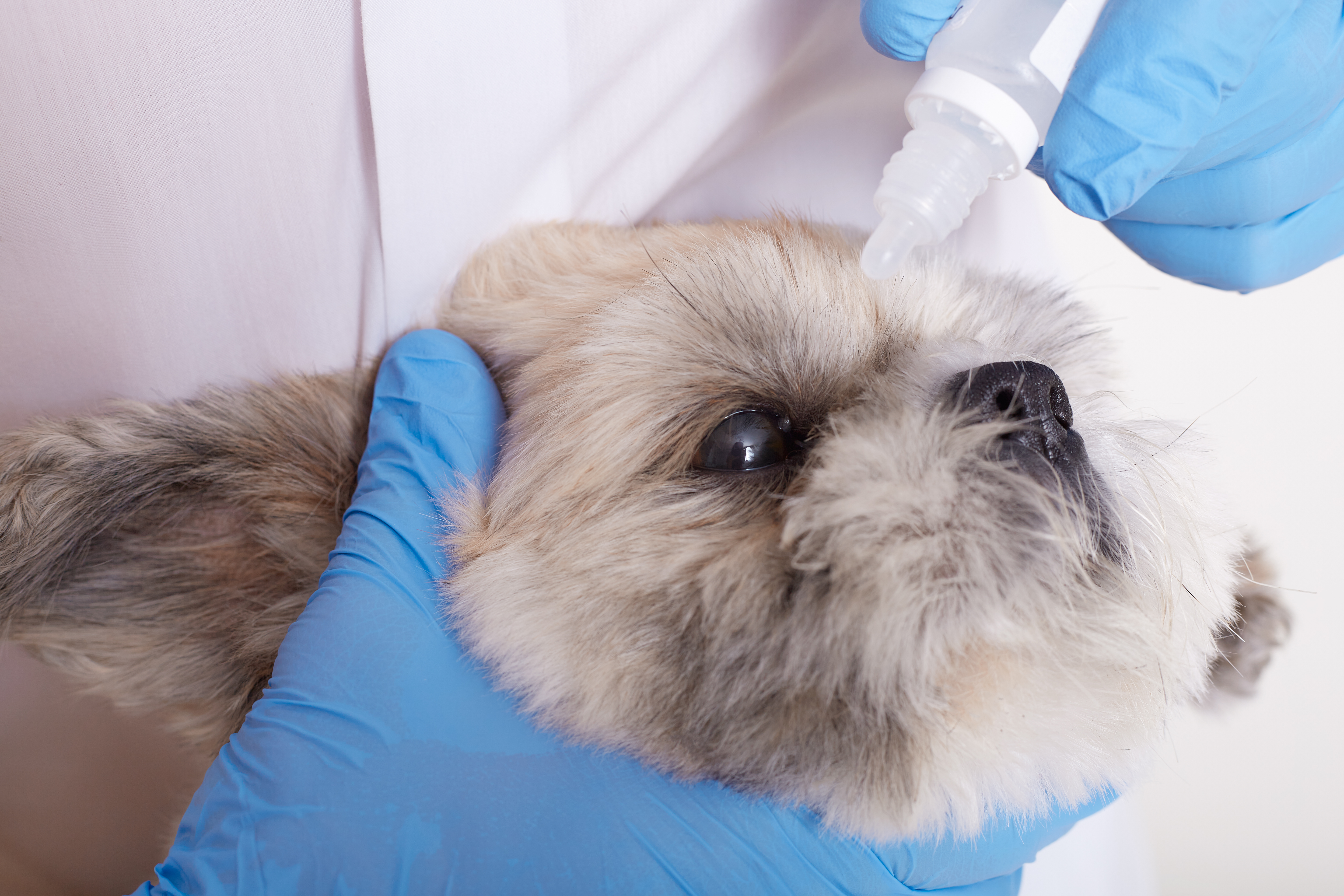 faceless-veterinarian-dripping-eye-drops-pekingese-dog