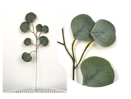 lisc 1 ramienny eukaliptus s 101506