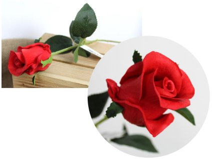 kwiat pojedynczy roza wysoko 104323