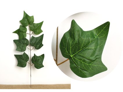 lisc 1 ramienny bluszcz wys 109063