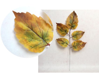 lisc silikonowy 1 ramienny o 110655