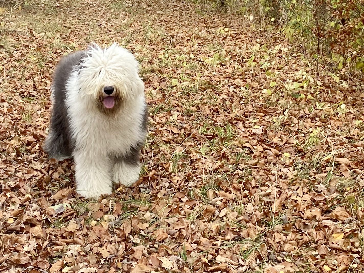Hugo bloguje o létajícím čápovi