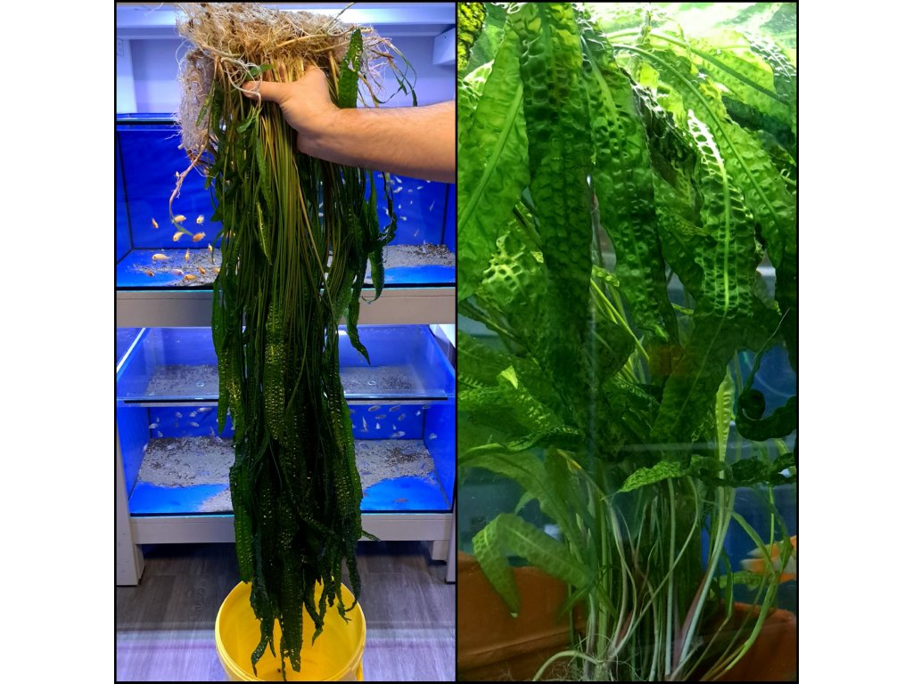 Cryptocoryne aponogetifolia - Kryptokoryna kalatkolistá