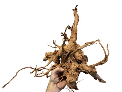 Kořen Red Moor Wood no.011