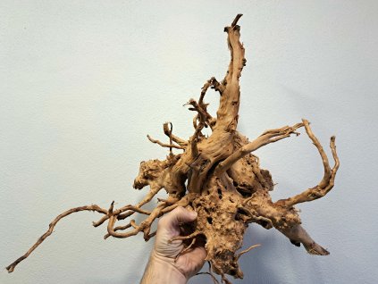 Kořen Red Moor Wood no.011