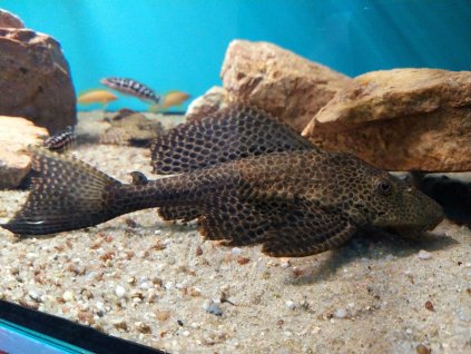 Pterygoplichtys gibbiceps