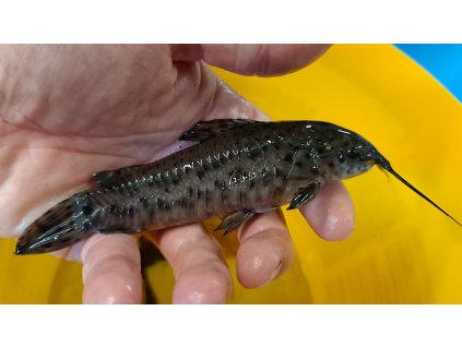 Pancéřníček kropenatý / Megalechis thoracata