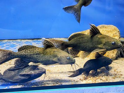 Peřovec skvrnitý - Synodontis eupterus