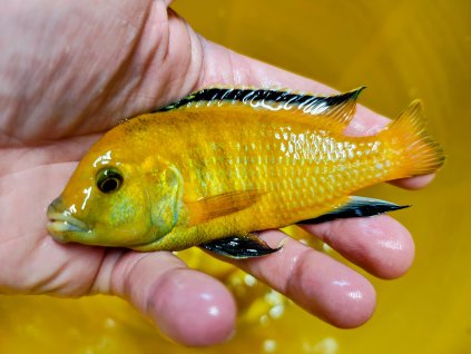 Labidochromis c. yellow 10ks 11-14cm