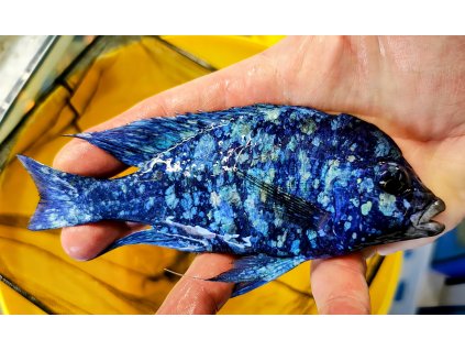 Placidochromis sp. phenochilus Tanzania Lupingu