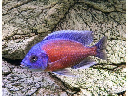 Copadichromis borleyi samec +/- 16cm