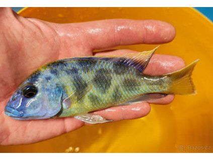 Nimbochromis venustus 1+2
