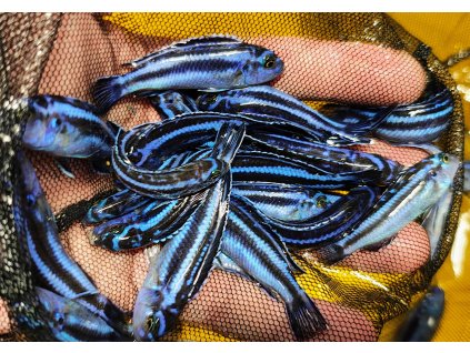 Pseudotropheus cyaneorhabdos "Melanochromis Maingano"