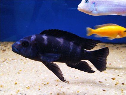 1653888224gCIpiSKdBZuT x2