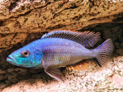 Dimidiochromis strigatus