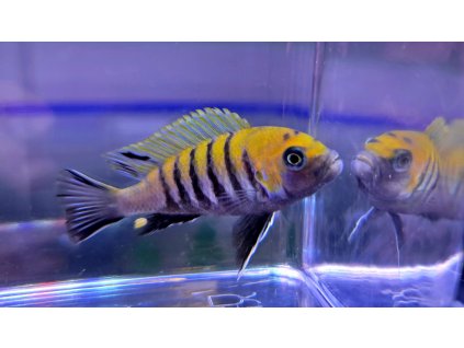 Cynotilapia zebroides Cobwe