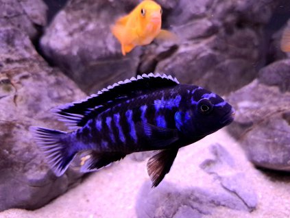 Pseudotropheus saulosi coral red