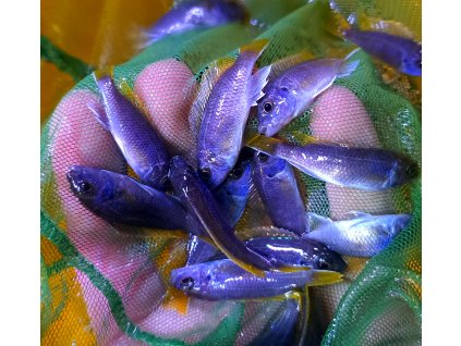 Pseudotropheus sp. acei