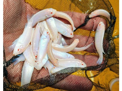 Pseudotropheus socolofi Albino