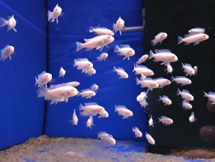 Pseudotropheus socolofi Albino