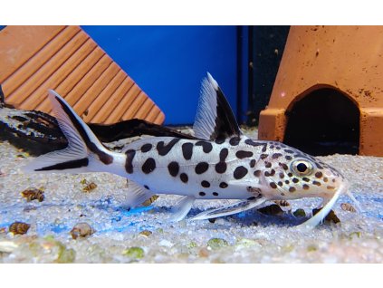 Synodontis multipunctatus - Peřovec kukaččí