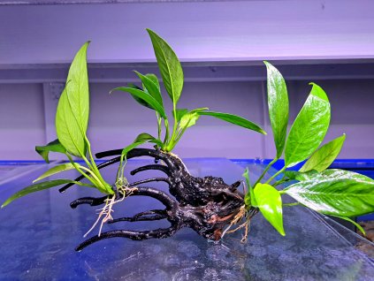 Anubias congensis 3ks XL rostlin na kořenu