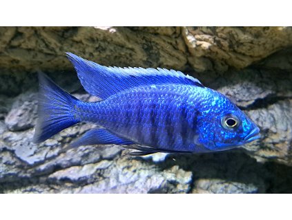 Copadichromis azureus