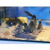 Peřovec skvrnitý - Synodontis eupterus
