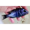 Placidochromis sp. phenochilus Tanzania Lupingu