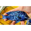 Placidochromis sp. phenochilus Tanzania Lupingu