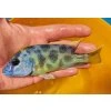 Nimbochromis venustus 1+2