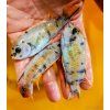 Labeotropheus fuelleborni marmalade