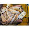 Labeotropheus fuelleborni marmalade 14ryb