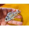 Labeotropheus fuelleborni marmalade