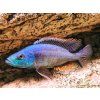 Dimidiochromis strigatus