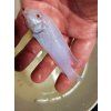 Pseudotropheus socolofi "Snow White" albino