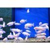 Pseudotropheus socolofi "Snow White" albino
