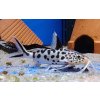 Synodontis multipunctatus - Péřovec kukaččí