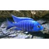 Copadichromis azureus