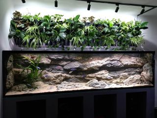 Aquarium Malawi 1200l 300x50x80cm 🇨🇿 #aquarium #malawi #fishtank #fishcichlids #malawicichlids #malawitank...