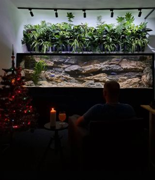 Merry Christmas 🎅🎄☃️🎁🇨🇿 #aquatank #aquarium #aquaristik #aquariumhobby #aquariumfans #aquariumoffice #aquariumlife #fish...