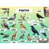 Edukační tabule -   Ptactvo
