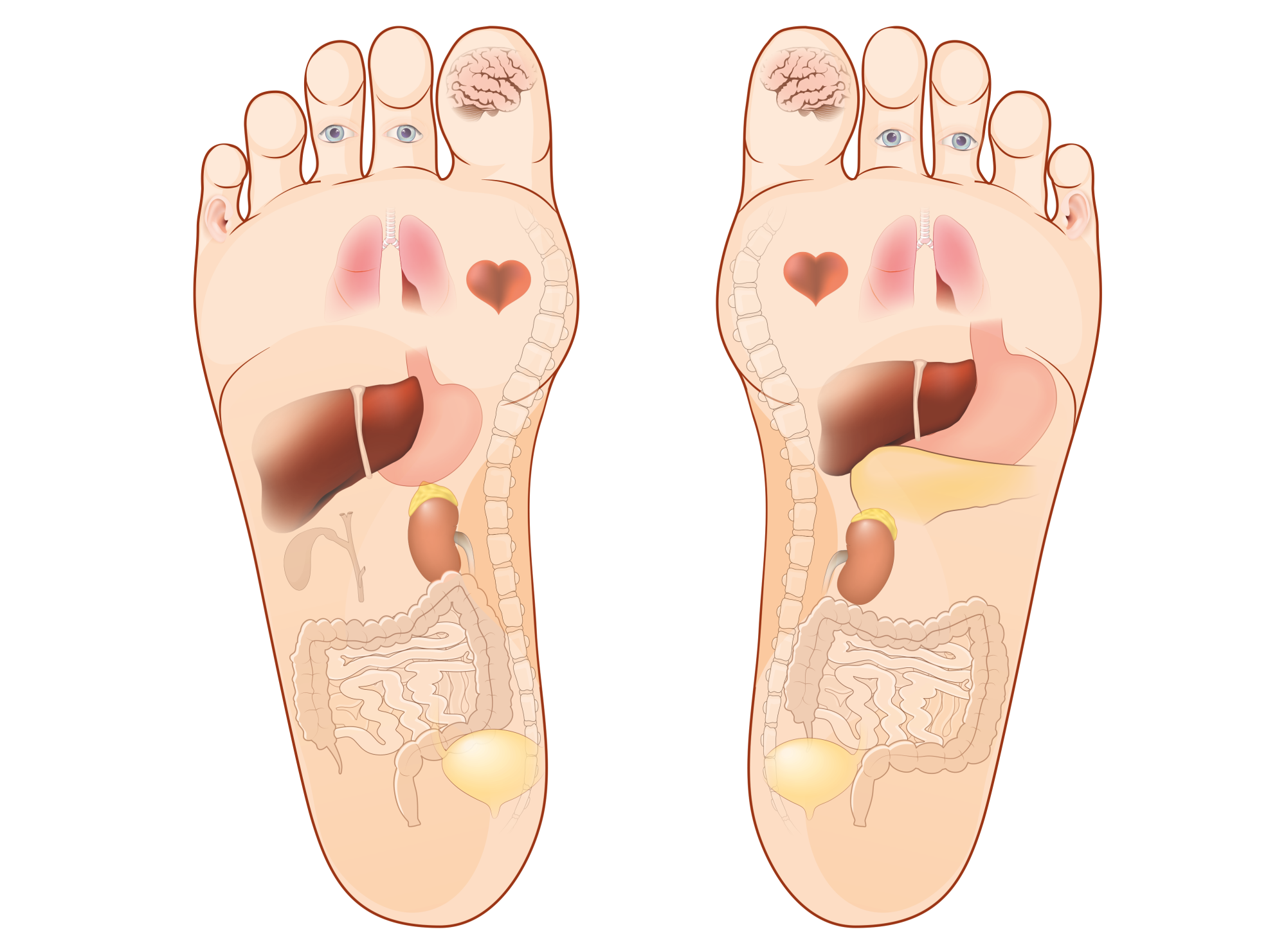 Acupressure Points on the Feet: A Map of Your Body’s Health Beneath Your Feet