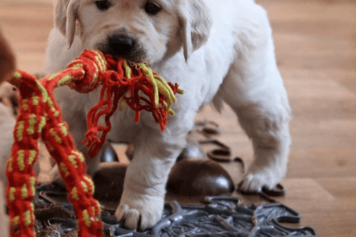 For dogs