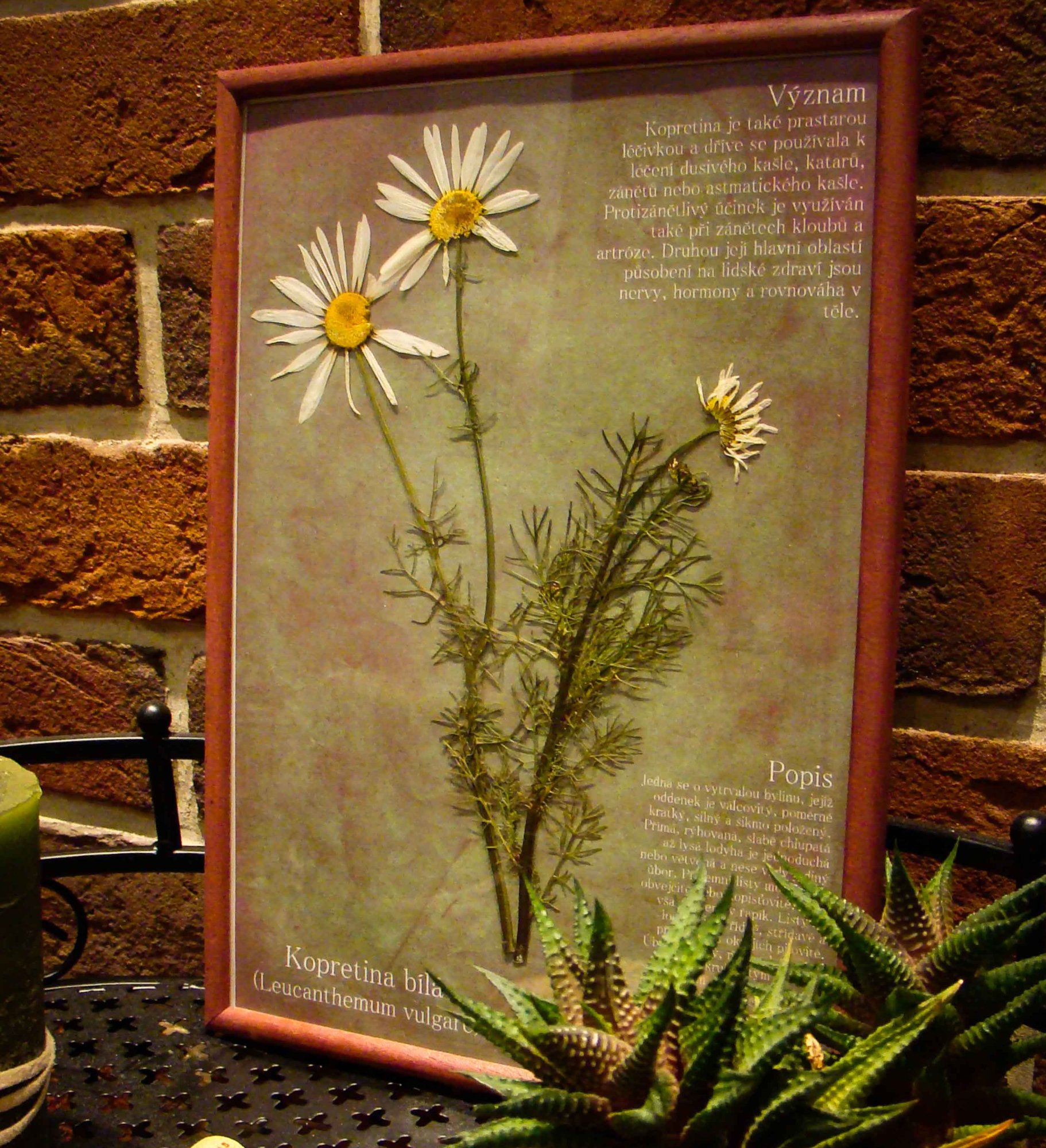 Herbářové obrázky z lisovaných rostlin: Unikátní dotek přírody pro váš domov